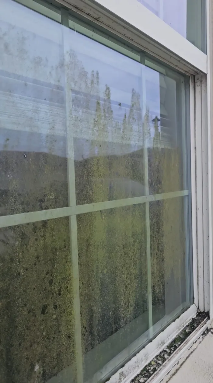 Window glass covered in heavy green buildup before cleaning, Sarasota-area home